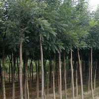 -沭陽(yáng)縣床苗小苗培育基地