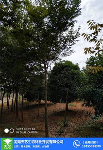 蕪湖大葉女貞苗木 蕪湖天藝 大葉女貞苗木供應(yīng)