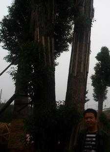 批發湖南綠化苗木桂花大香樟紅梽木_農副產品_世界工廠網中國產品信息庫