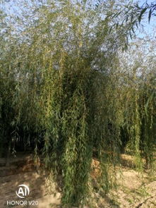 恭喜鴻運(yùn)園林苗木基地入駐苗木通平臺 專注于精品苗木