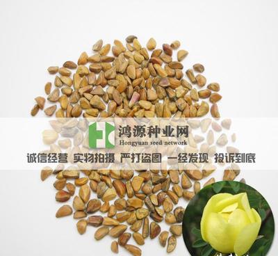 【花卉種子 黃刺玫 黃刺玫種子 黃薔薇種子】?jī)r(jià)格_廠家_圖片 -