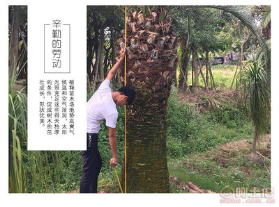 【榕翔苗木廠家供應(yīng)加拿利海棗園林景觀綠化苗木棕櫚植物】龍海市東泗鄉(xiāng)左岸花木場(chǎng) - 產(chǎn)品庫(kù)