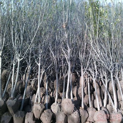 【山楂苗供應(yīng)商, 推廣山東有種山楂苗基地嗎批發(fā)】泰安高新區(qū)旺運(yùn)苗木中心 - 產(chǎn)品庫(kù)