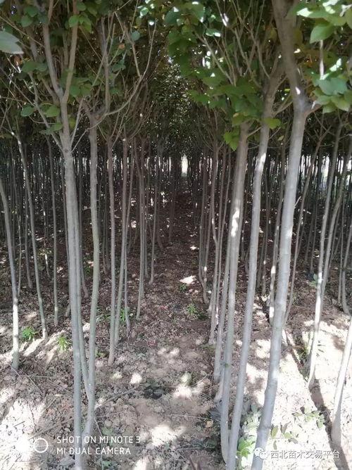 特價騰地苗木超市