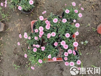 瑪格麗特花苗木基地直銷 高品質(zhì)工程苗，私享優(yōu)惠報(bào)價(jià)