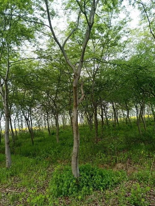 追求客戶滿意，打造苗木精品——祝賀肥西永和苗木入駐苗木通