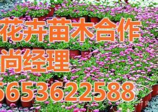 芳青花卉苗木 園林常用宿根花卉的優(yōu)質(zhì)供應(yīng)商