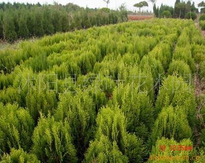 灌木與綠化苗木供應(yīng) 品種、價格與選購指南