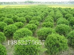 黃楊、地柏、龍柏球與海桐球種子苗木 常見苗木的培育與用途