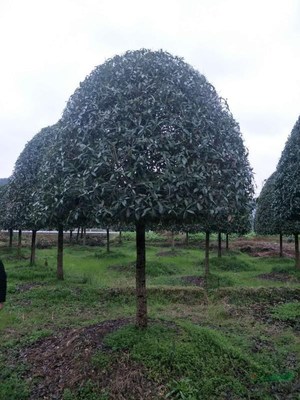廣西常清桂花銀杏苗木基地 培育自然之美，打造綠色寶庫